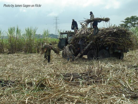 Asean-sugarcane.jpg